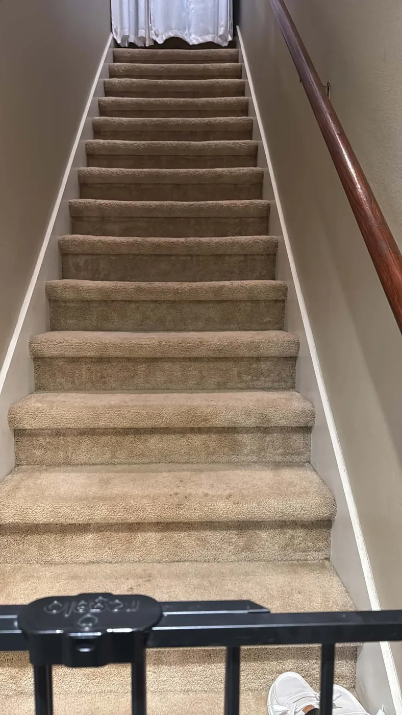 Clean carpeted staircase in a Tampa, FL home